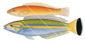 Candy Wrasse-1 Male and Female,Pseudojuloides cerasinus,Roger Swainston,Animafish