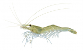 Glass Shrimp-2,Paratya australiensis,Roger Swainston,Animafish