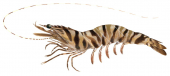 Brown Tiger Prawn,Penaeus esculentus,.Scientific illustration by Roger Swainston,Anima.au