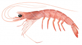 Red Royal Prawn,Haliporoides sibogae,Roger Swainston,Animafish
