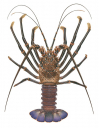 Brown Rock Lobster,Panulirus echinatus,.Scientific illustration by Roger Swainston,Anima.au