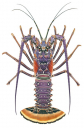 Carribbean Rock Lobster,Panulirus argus,.Scientific illustration by Roger Swainston,Anima.au