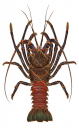 Clipperton Rock Lobster,Panulirus penicillatus.Scientific illustration by Roger Swainston,Anima.au