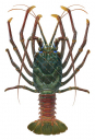 Doublespined Rock Lobster-1,Panulirus penicillatusHigh Res Scientific illustration by Roger Swainston