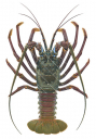 Doublespined Rock Lobster-2,Panulirus penicillatus-Roger Swainston,Animafish