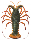 Eastern Rock Lobster,Jasus verrauxi.Scientific illustration by Roger Swainston,Anima.au