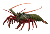 Eastern Rock Lobster-2,Jasus verrauxi,Roger Swainston,Animafish