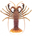 European Rock Lobster,Palinurus elephas.Scientific illustration by Roger Swainston,Anima.au