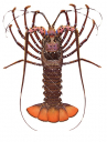 Longlegged Rock Lobster,Panulirus longipes longipes