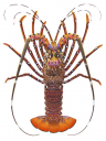 Longlegged Rock Lobster-2, Madagascar, Panulirus longipes longipes