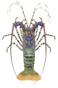 Ornate Rock Lobster-2,Panulirus ornatus,.Scientific illustration by Roger Swainston,Anima.au