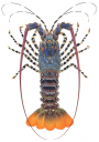 Ornate Rock Lobster-3,Panulirus ornatus.Scientific illustration by Roger Swainston,Anima.au
