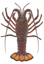 Packhorse Rock Lobster,Sagmariasus verrauxi.Scientific illustration by Roger Swainston,Anima.au