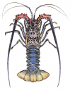 Painted Rock Lobster,Panulirus versicolor.Scientific illustration by Roger Swainston,Anima.au
