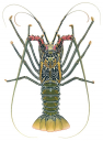 Painted Rock Lobster,dorsal view,Panulirus versicolor,Roger Swainston,Animafish