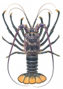 Royal Rock Lobster,Panulirus regius,Roger Swainston,Animafish