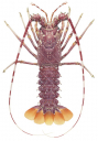 Pink Rock Lobster,Palinurus mauritanicus.Scientific illustration by Roger Swainston,Anima.au
