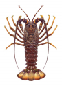 Southern Rock Lobster-2,Jasus edwardsii,|High Res Scientific illustration by Roger Swainston