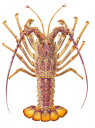 Southern Rock Lobster-3,Jasus edwardsii.Scientific illustration by Roger Swainston,Anima.au