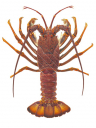 Southern Rock Lobster-4,Jasus edwardsii.Scientific illustration by Roger Swainston,Anima.au