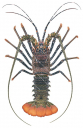 Spotted Rock Lobster,Panulirus guttatus,Swainston,animafish 