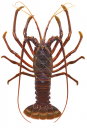 Dorsal view of the Western Rock Lobster,Panulirus cygnusScientific illustration by Roger Swainston,Anima.au