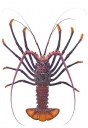 Whitewhiskered Rock Lobster,Marquesas,Panulirus femoristriga