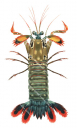 Mantis Shrimp-1,Odontodactylus scyllarus,Roger Swainston,Animafish