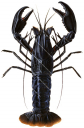 Marron,Cherax cainii.Scientific illustration by Roger Swainston,Anima.au