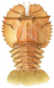 Balmain Bug,Ibacus peronii,Roger Swainston,Animafish