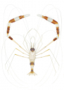 Cleaner Shrimp,Stenopus hispidus,Roger Swainston,Animafish