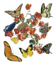 North American Butterflies,Papilionidae,Roger Swainston,Animafish