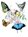 Australian Butterflies,Papilionidae,Roger Swainston,Animafish