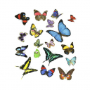 Butterflies,World,Papilionidae,Roger Swainston,Animafish