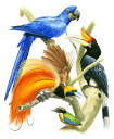Tropical Birds,Roger Swainston,Animafish