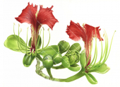 Mozambique Red Flower,High quality illustration by R.Swainston