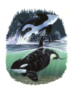 Jumping Killer Whales,Orcinus orca,Beautiful painting by R.Swainston