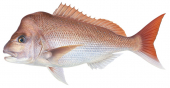 Pink Snapper5,Pagrus auratus,Roger Swainston,Animafish