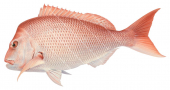 Pink Snapper3,Pagrus auratus,Roger Swainston,Animafish