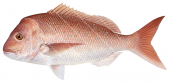 Pink Snapper2,Pagrus auratus,Roger Swainston,Animafish