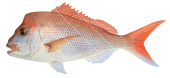 Pink Snapper1,Pagrus auratus,Scientific fish illustration by Roger Swainston
