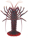 Rock Lobster,Californian,Panulirus interruptus.Scientific illustration by Roger Swainston,Anima.au