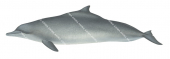Dolphin Humpback,Atlantic,Sousa teuszii.Scientific illustration by Roger Swainston,Anima.au