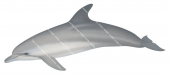 Dolphin,Bottlenose,Tursiops truncatus.Scientific illustration by Roger Swainston,Anima.au