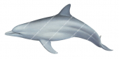 Dolphin,Indopacific Bottlenose,Tursiops aduncus.Scientific illustration by Roger Swainston,Anima.au