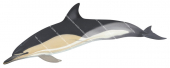 Dolphin,Common,Delphinus delphis,Roger Swainston,Animafish