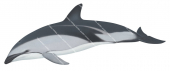 Dusky Dolphin,Lagenorhynchus obscurus.Scientific illustration by Roger Swainston,Anima.au