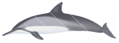 Dolphin,Longsnouted Spinner,Stenella longirostris.Scientific illustration by Roger Swainston,Anima.au