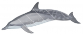 Roughtoothed Dolphin,Steno bredanensis.Scientific illustration by Roger Swainston,Anima.au