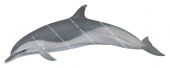 Dolphin,Spotted,Stenella attenuata,Roger Swainston,Animafish
